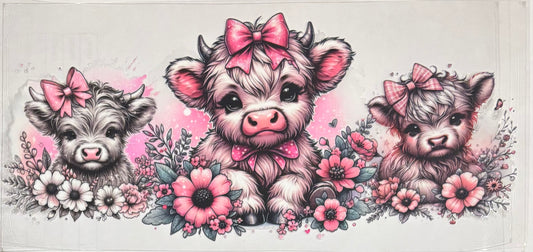 Animal 31
